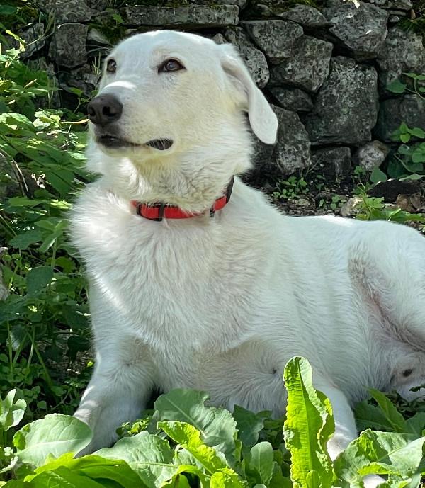 Il Sorriso Di Cesare